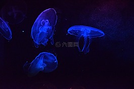 海蜇,水族館,魁北克省