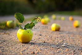 蘋果,路,夏天