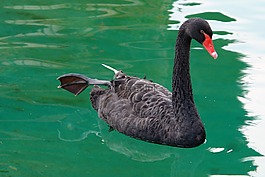 天鵝,黑,鳥