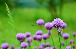 韭菜,韭菜開(kāi)花,香草園