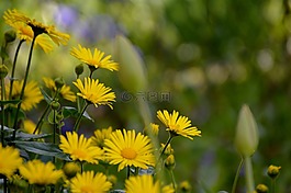 鮮花,黃色,花園