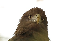 鷹,性質(zhì),鳥