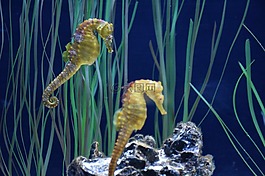 海馬,水族館,魁北克省