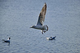 海鷗,鳥,飛行