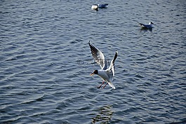 海鷗,鳥,飛行