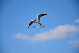 海鷗,鳥,飛行