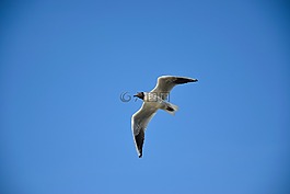 海鷗,鳥,飛行