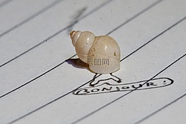 蝸牛,slakhuis,筆記本