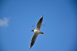 海鷗,鳥,飛行