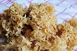 蘑菇,食用,花椰菜蘑菇