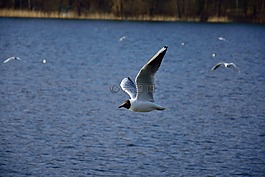 海鷗,鳥,飛行