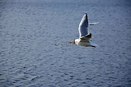 海鷗,鳥,飛行