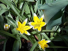 花,黃色,關(guān)閉