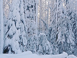 冬天,雪,冷
