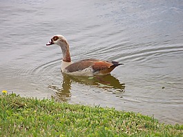 鴨,性質(zhì),動(dòng)物