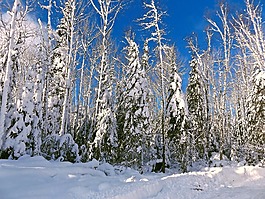 冬天,雪,冷