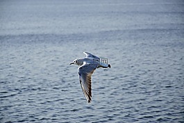 海鷗,鳥,飛行
