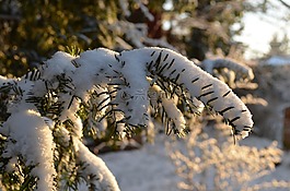 科,冬天,雪