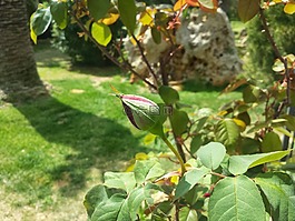 花園,羅莎,春