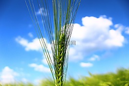 谷物,大麥,字段