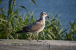 海鷗,鳥,性質(zhì)