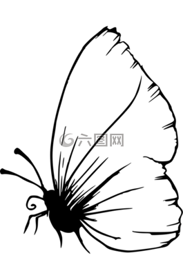 蝴蝶,動物,自然