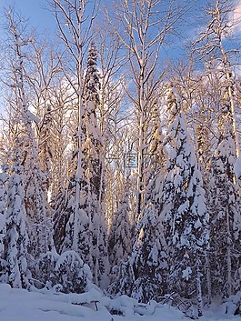 冬天,雪,冷