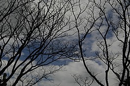 樹,悲觀,心情