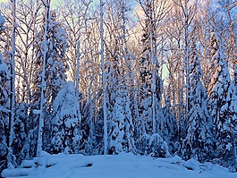 冬天,雪,冷