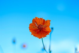 橙花,性質(zhì),明亮