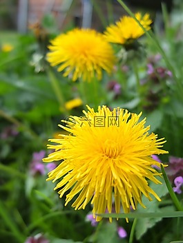 蒲公英,開花,草地