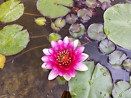 池塘,睡莲,水