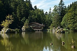 奧地利,森林,樹(shù)