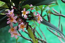 開花,廠,性質