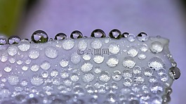 性質(zhì),花,滴