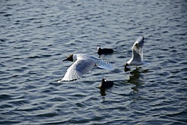 海鷗,鳥,飛行