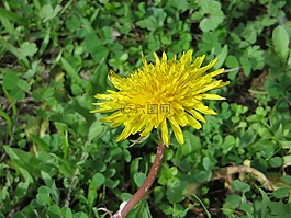 自然,植物區(qū)系,花