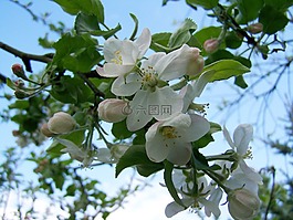 蘋果樹的花,開花果樹,春天