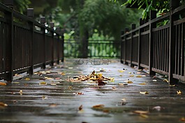 雨,木材,戶外