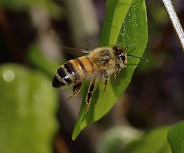 蜜蜂,性質(zhì),昆蟲