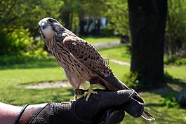 獵鷹,鳥(niǎo),動(dòng)物