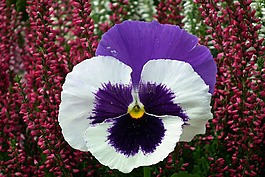 花,潘茜,彩色