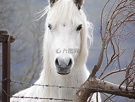馬,小馬,動(dòng)物