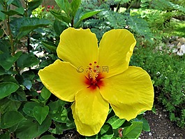 花,黄色,锈