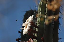 flor de火,有機,性質