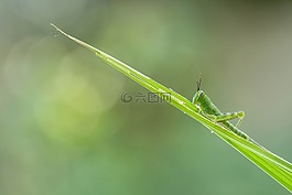 蝗蟲,昆蟲,特寫