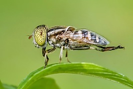 昆蟲,特寫,飛
