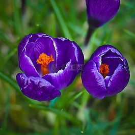 藏紅花,春天,花