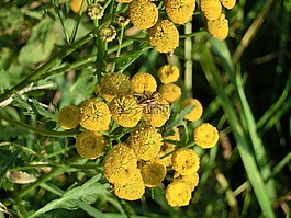 鮮花,蜘蛛,昆蟲(chóng)