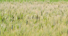 農(nóng)業(yè),自然,植物